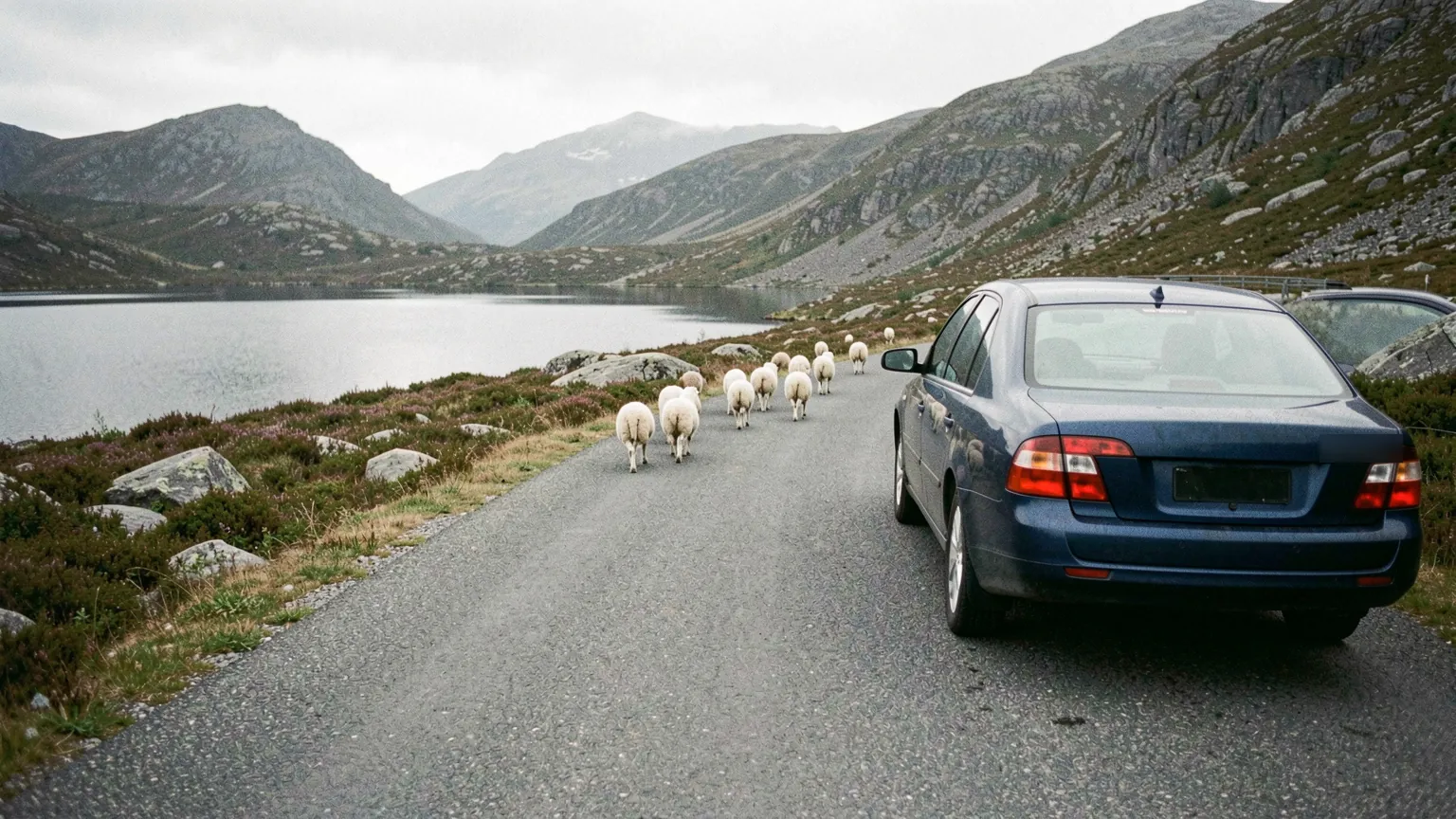 En smal fjellvei uten oppmerking der en flokk sauer går i veibanen, en bil venter bak dem.